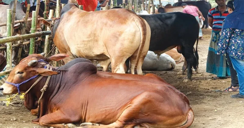 ঢাকায় পশুর হাটের আগাম প্রস্তুতি; নির্ধারিত সময়ের আগেই আসছে পশু