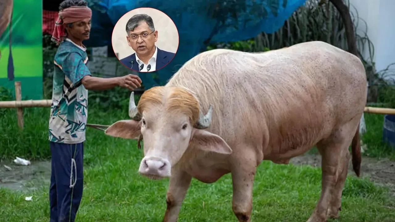 সালাহউদ্দিন আহমদের হস্তক্ষেপে কোরবানি হচ্ছে না 'ডোনাল্ড ট্রাম্প'