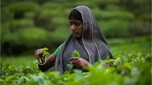 এক বছরের মধ্যে সব নারী চা শ্রমিককে ফ্যামিলি কার্ড দেয়ার ঘোষণা প্রধানমন্ত্রীর