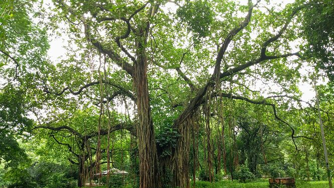 বৃষ্টির দিনে প্রকৃতির খোঁজে ঘুরে আসুন রমনা উদ্যানে 