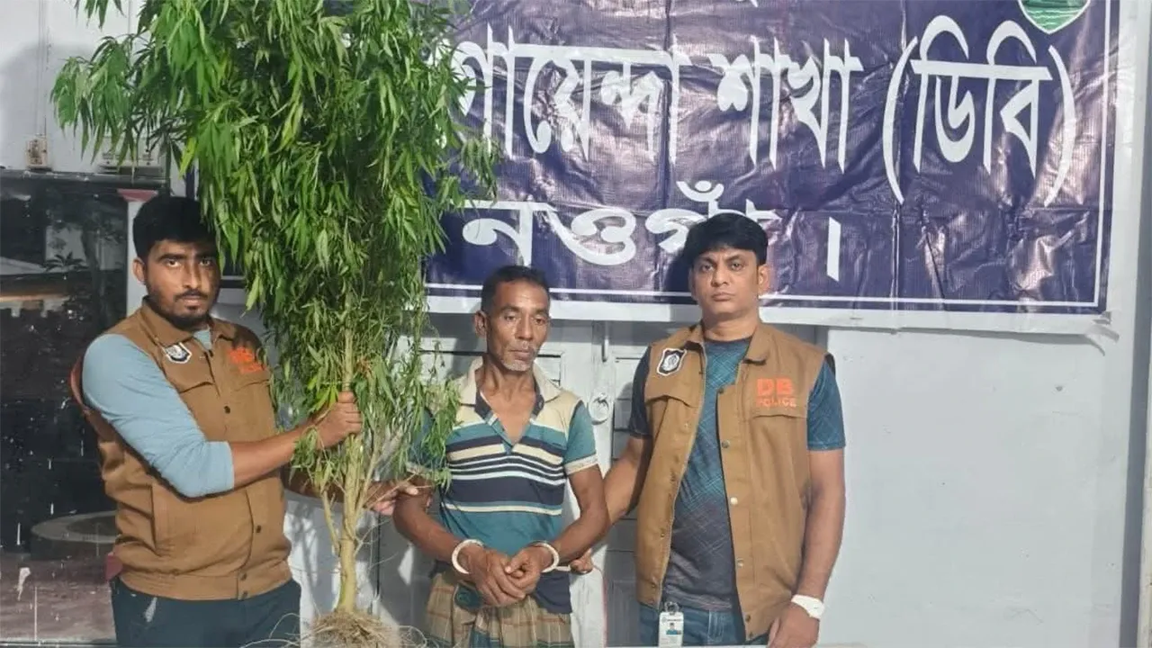 কচুক্ষেতে গাঁজার চাষ, গ্রেপ্তার ১