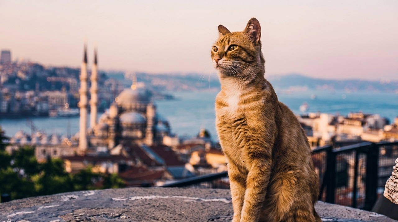 cat 4 cat 4