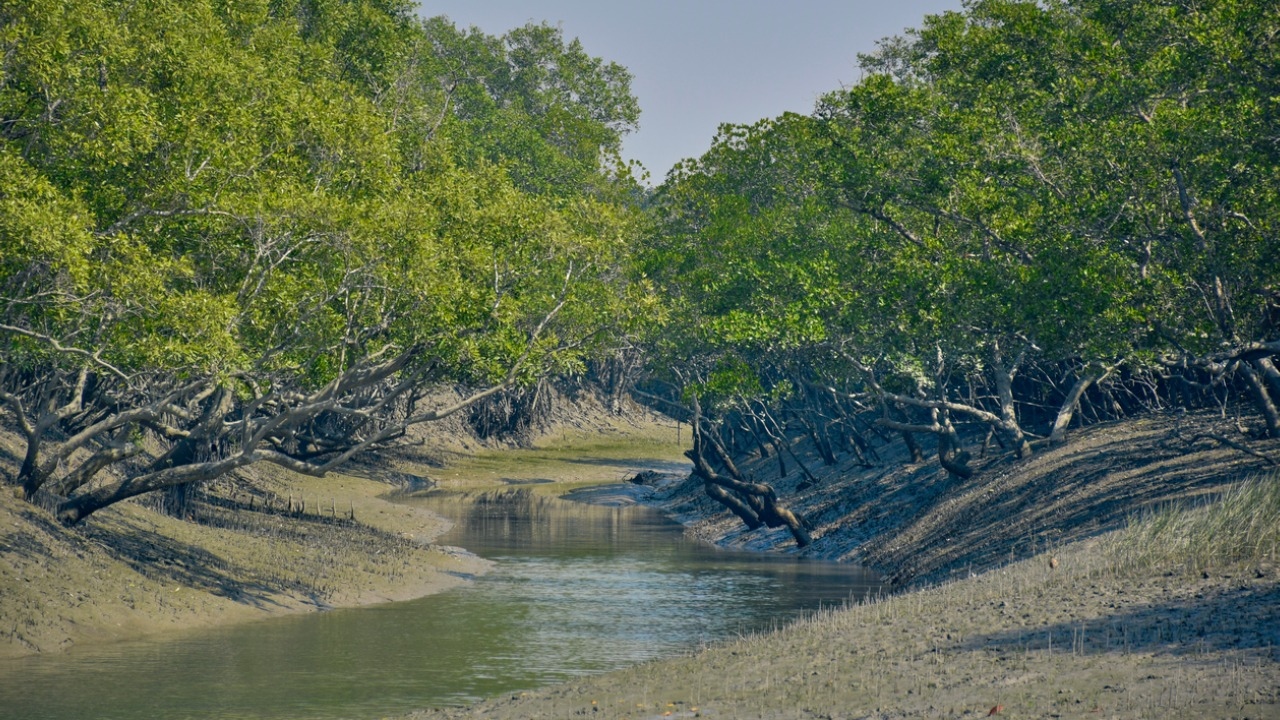 আজ বিশ্ব ম্যানগ্রোভ দিবস