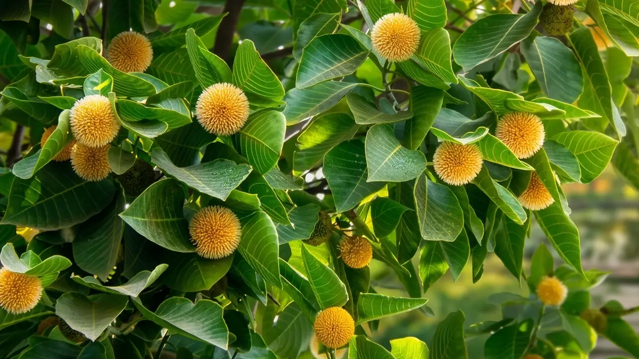আষাঢ়ের বৃষ্টি আর কদমের সুবাস, বাঙালির বর্ষা বন্দনার প্রতীক
