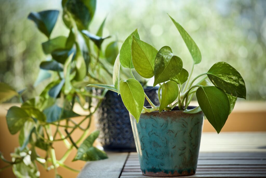plant-pathos-1024x683