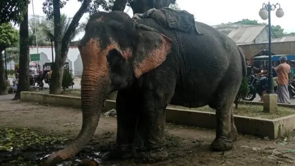 হাতির ধাক্কায় ইজিবাইক উল্টে নিহত ১০ মাসের শিশু