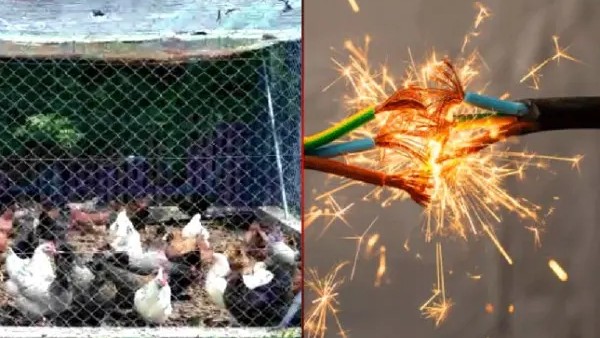 শিয়াল ঠেকাতে পাতা বিদ্যুতের তারে জড়িয়ে প্রাণ গেল পথচারীর