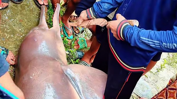 শুশুক চিনতে ভুল, কেটে মাংস নিলেন শতাধিক মানুষ