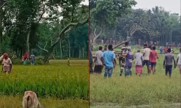 সীমান্তে গরু ধরা নিয়ে বিএসএফ এবং গ্রামবাসীর মধ্যে উত্তেজনা