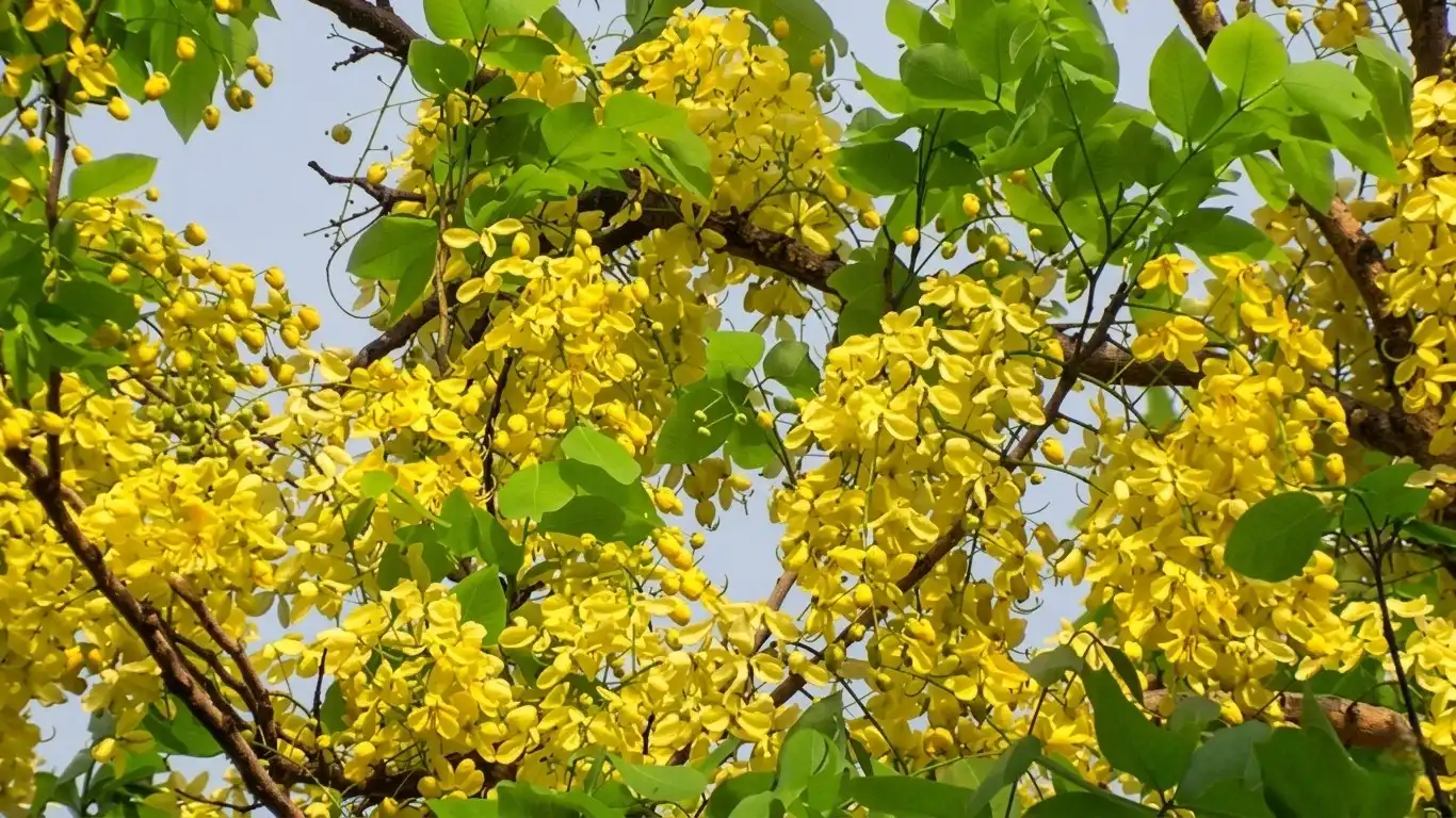 শহর জুড়ে সোনালু ফুলের উৎসব