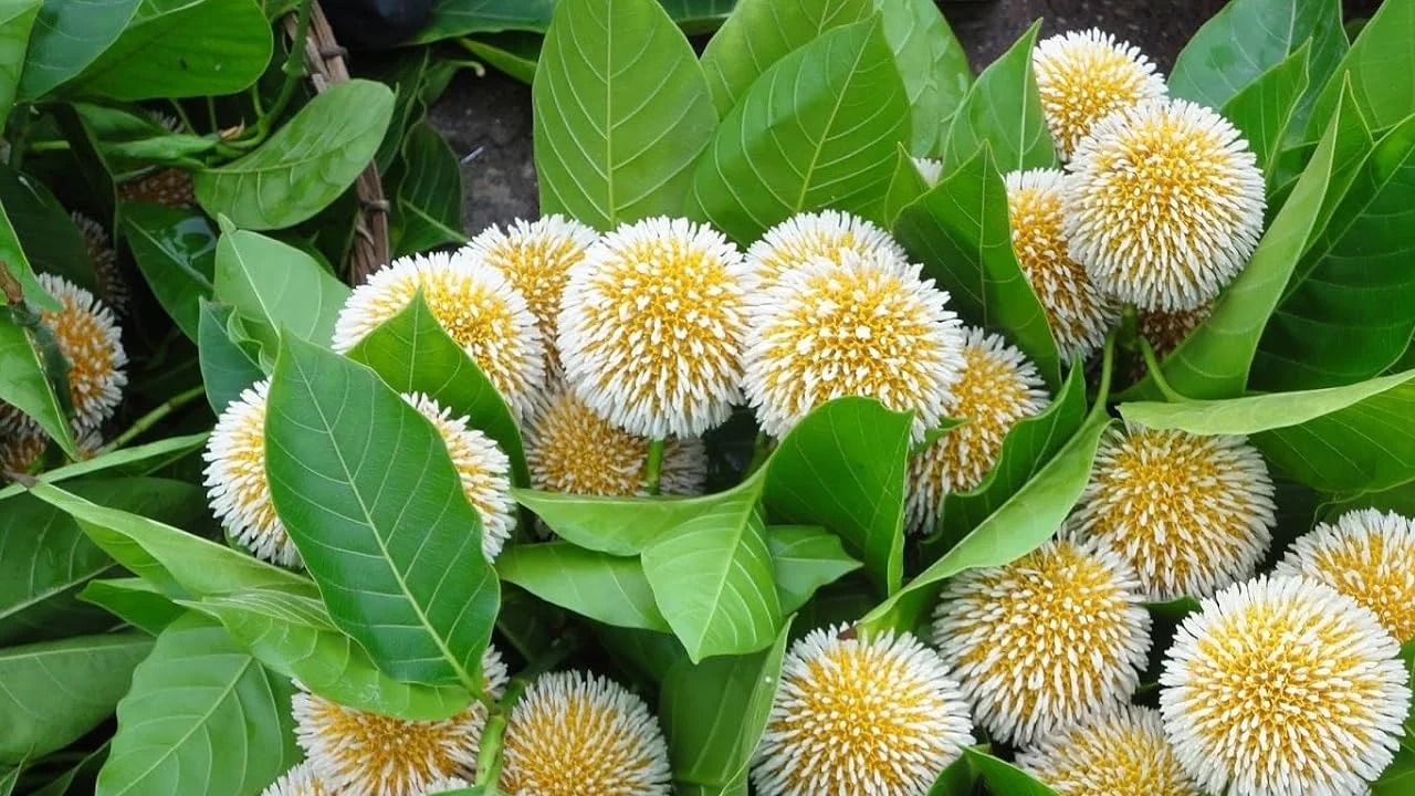 বর্ষার প্রথম দিন আজ