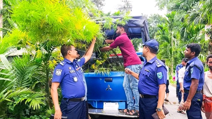 কুড়িগ্রামে সুপারি বাগানের আড়ালে গাঁজা চাষ, ৪ গাছ জব্দ করলো পুলিশ