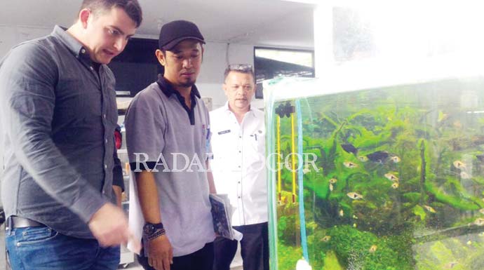 Sepekan Ekspor Ikan Hias Capai Rp124 Juta Radar Bogor Berita