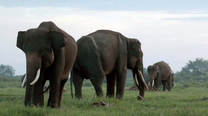 43 Gajah Masuk Kampung, Ibu-ibu dan Anak Diungsikan | RADAR BOGOR