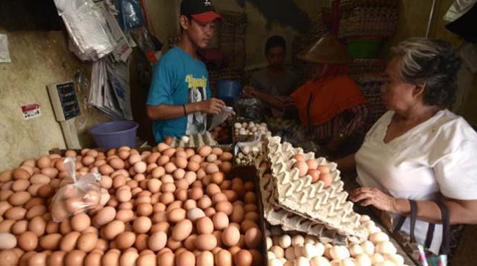 Kisruh Soal Pasokan Jagung Peternak Ayam Petelur Ingatkan Kementan