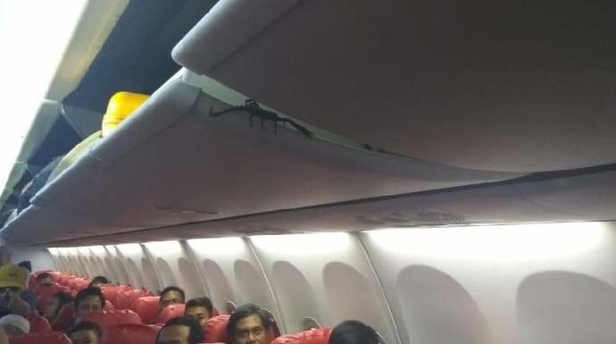 Viral Kalejengking Merayap di Bagasi Kabin Lion Air  jadi 