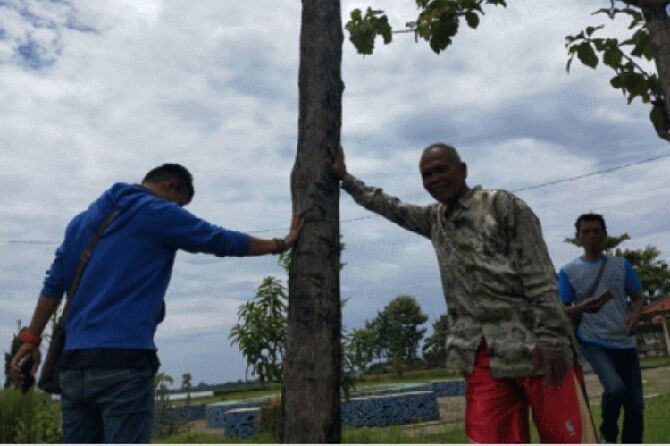 Heboh Pohon Jati di Cirebon yang Tumbang Tiba tiba Tegak 