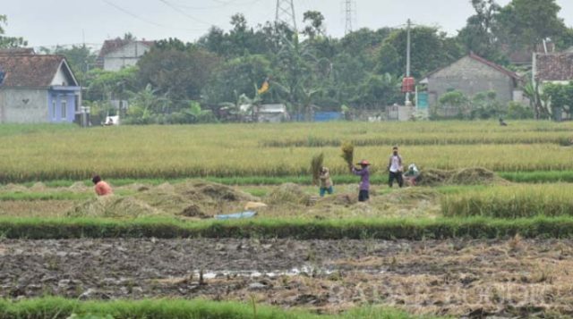 petani-bogor