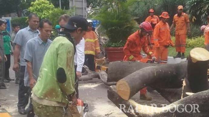 Tertimpa Ranting Pohon Pengunjung Kebun Binatang Ragunan