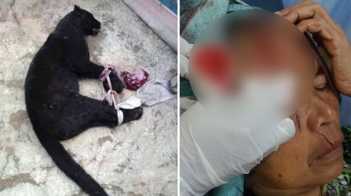 95 Gambar Hewan Macan Kumbang Gratis