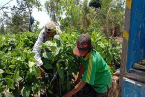 Pemerintah Kabupaten Kulon Progo memberikan bantuan bibit kopi sebanyak 2.000 batang dan 4.000 kilogram pupuk organik kepada Kelompok Tani Margo Mulyo di Dusun Madigondo, Desa Sidorejo, Kecamatan Samigaluh.