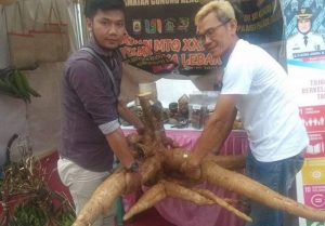 Singkong jenis roti yang berukuran raksasa hasil budi daya petani Kecamatan Gunungkencana, Kabupaten Lebak, Banten.