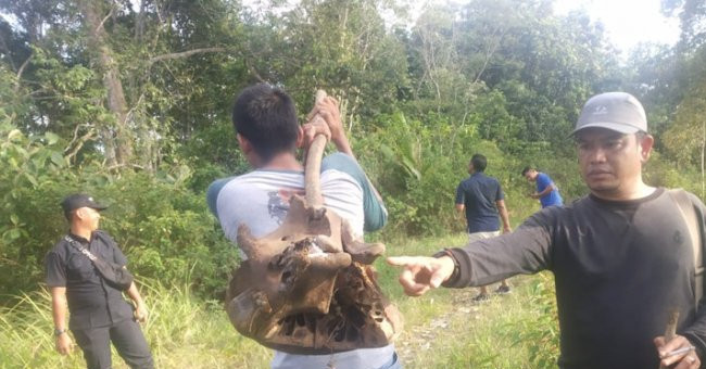 Seorang warga memperlihatkan tengkorak kepala gajah mati di Desa Tuwi Priya, Rabu (1/1/2019). Foto: ANTARA/HO