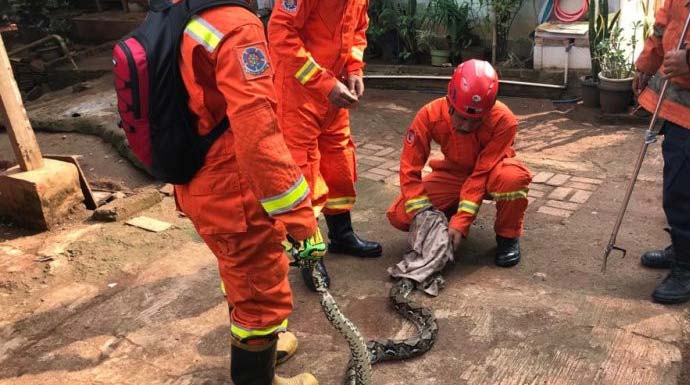 Petugas Damkar Jakarta Timur menangkap ular sanca yang bersembunyi di dalam kandang ayam milik warga Pasar Rebo, Selasa (28/1). Foto: ANTARA/HO-Damkar Jaktim