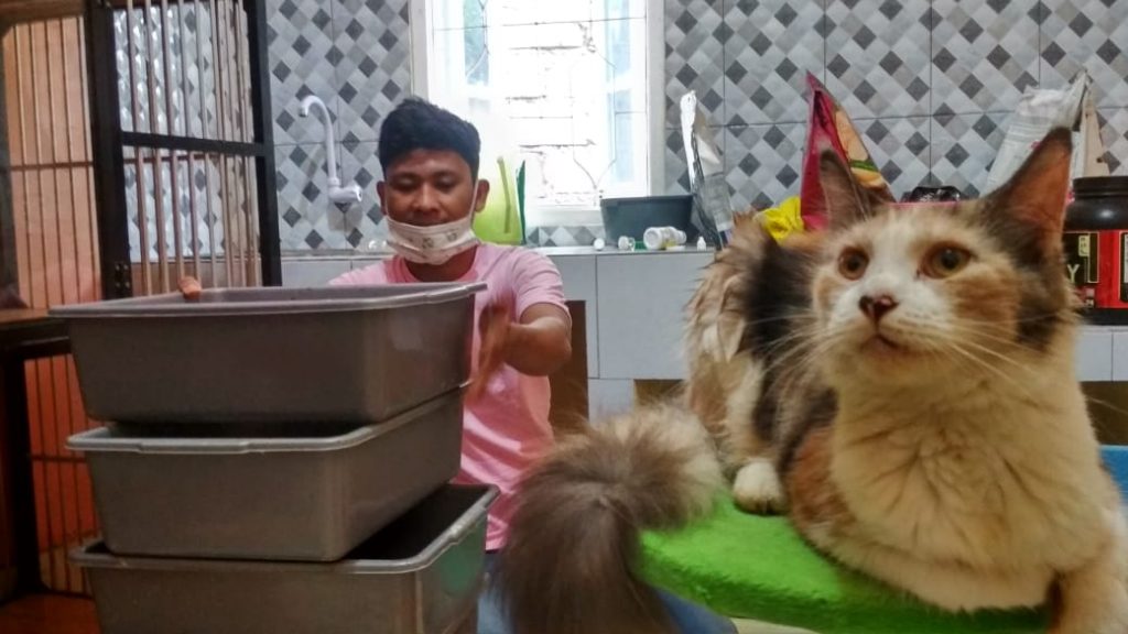 Bisnis Perawatan Kucing, Ali Punya Penghasilan Hingga Ratusan Juta