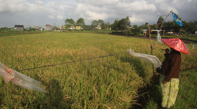 Sawah