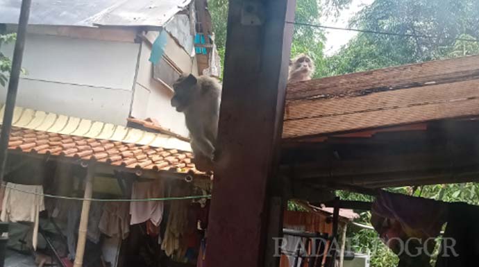 Duh! Monyet Ekor Panjang Bikin Resah Warga Pamoyanan