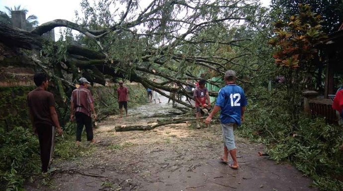 Pohon-Tumbang