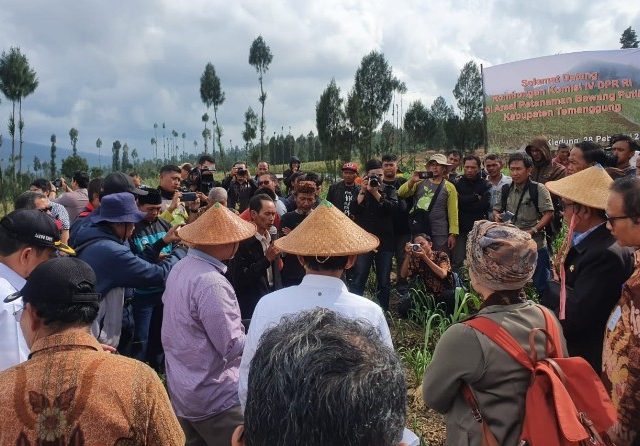 ILUSTRASI pertanian bawang putih di Temanggung, Jawa Tengah. (Dok. Kementan)