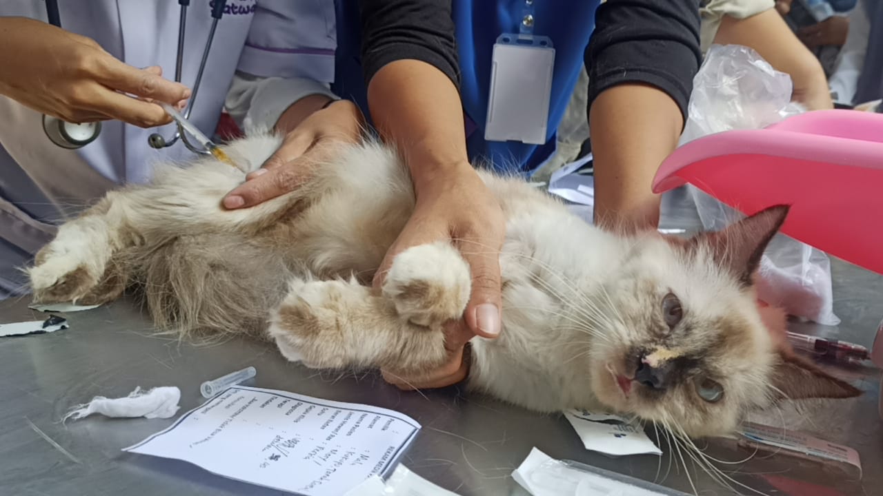 Vaksinasi hewan peliharaan di Graha Pena. Nelvi/Radar Bogor