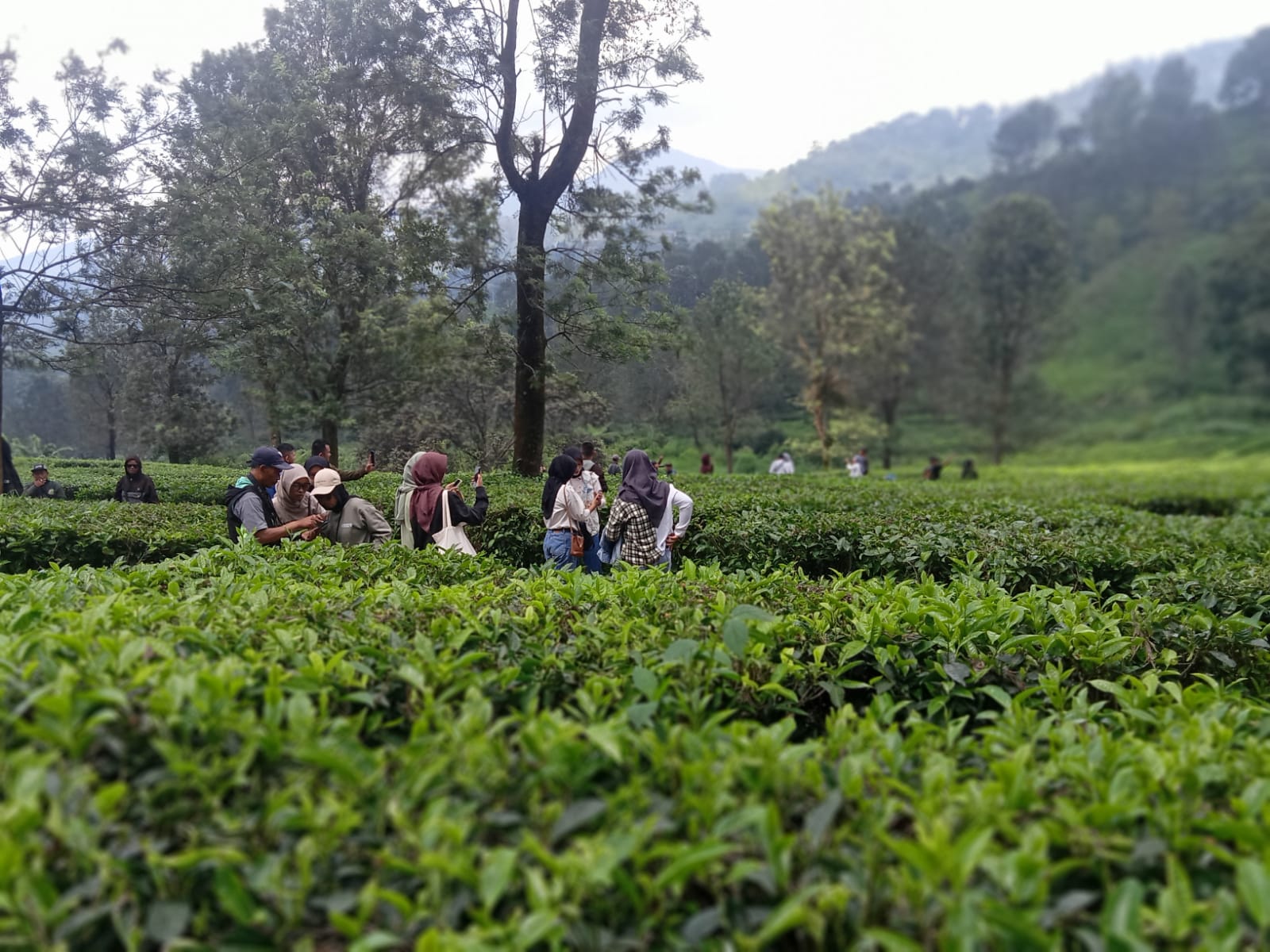 CISARUA-RADAR BOGOR, Diawal Pekan ini, Kebun Teh Gunung Mas, Kecamatan Cisa...