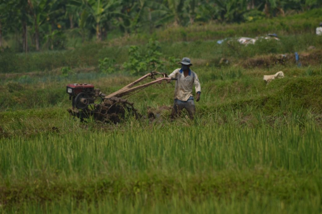 Petani beraktivitas di sawahnya yang berada di Tenjolaya, Kabupaten Bogor, Jawa Barat. Kementrian ATR/BPN meminta Pemkab Bogor untuk mendatang ulang lahan sawah yang produktif. foto : Hendi
