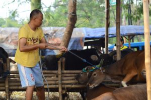 Penjual hewan kurban di Cibinong, Kabupaten Bogor, Jawa Barat. {emkab Bogor kucurkan setengah Miliar tangani penyakit mulut dan kaki pada hewan ternak. Foto : Hendi/Radar Bogor