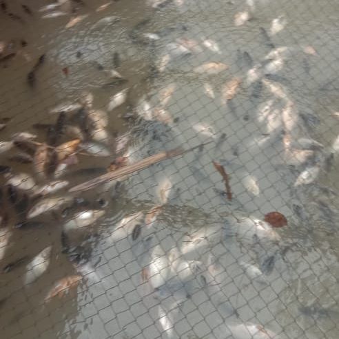 Terdampak Banjir dan Longsor, Ikan Milik Peternak di Jual Murah