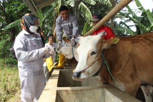 Petugas dari DKPP melakukan suntik vaksin PMK tahap ke 2 di peternakan sapi didaerah Katulampa bogor selatan, foto : sofyansyah/RB