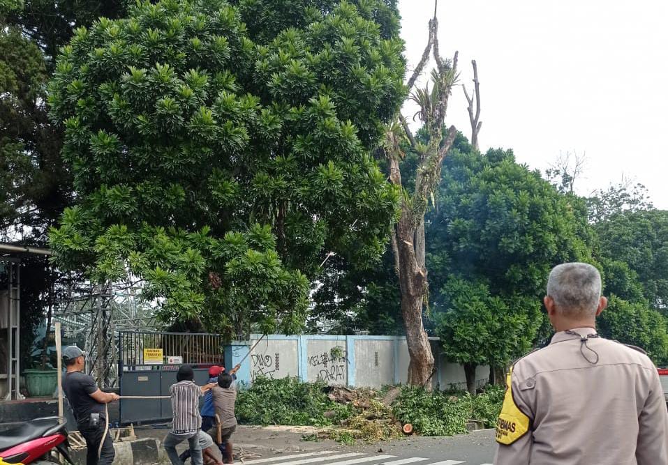 Pohon Rawan Tumbang Di Ciawi Di Tebang