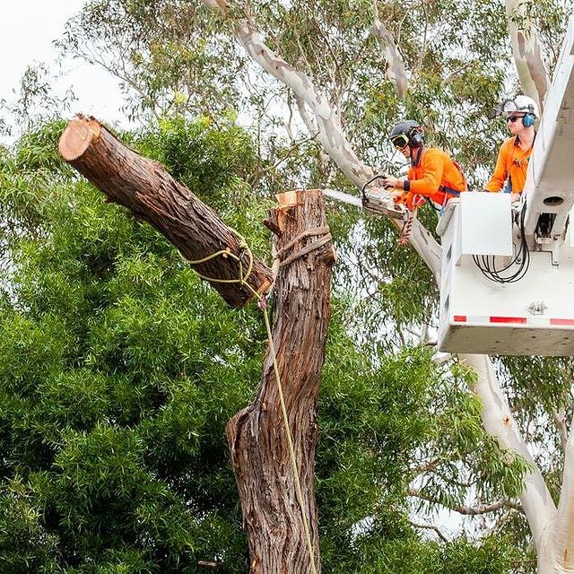 Tree Services Eastern Suburbs