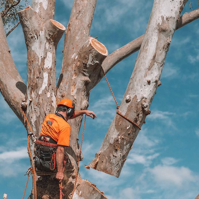 Tree Services Eastern Suburbs