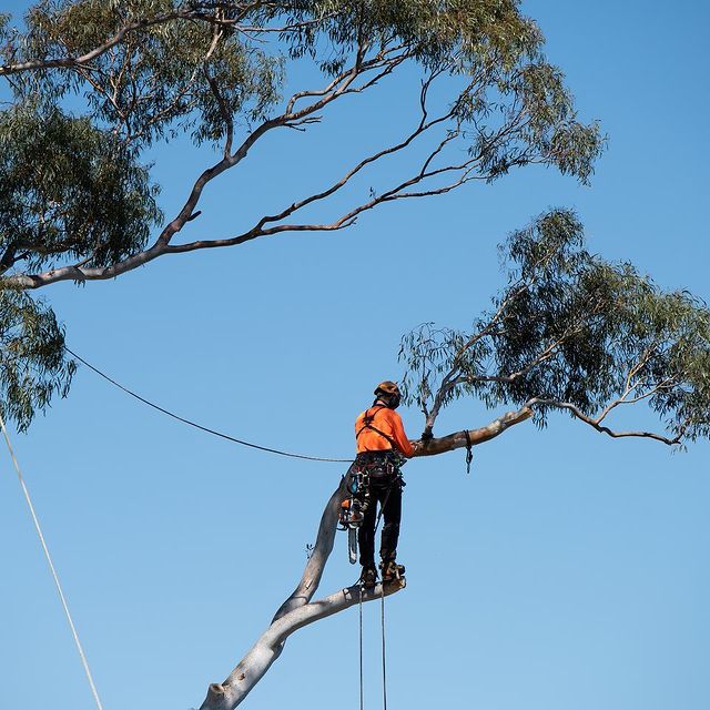 Eastern Tree Services