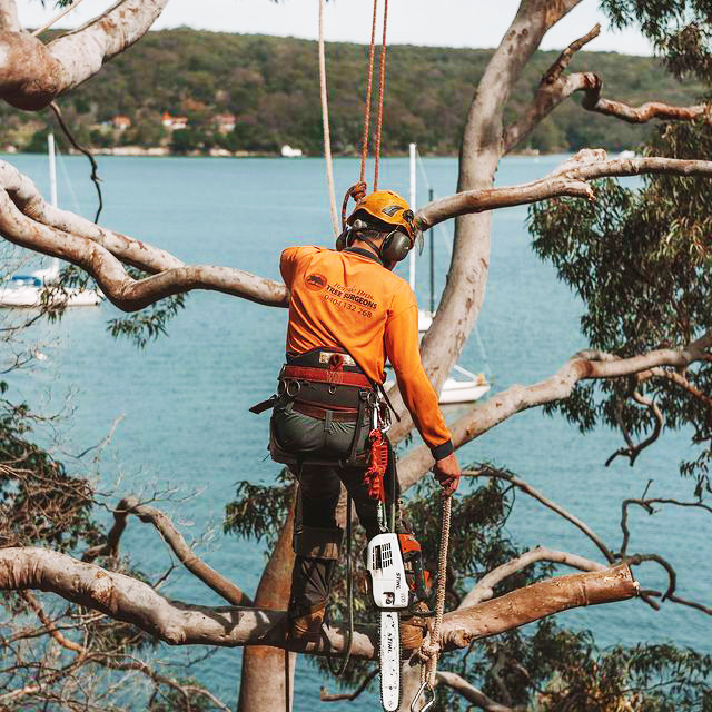 Tree Surgeon Eastern Suburbs