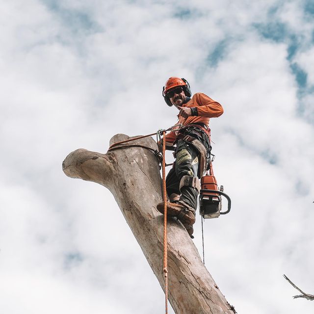 Eastern Suburbs Tree Lopping