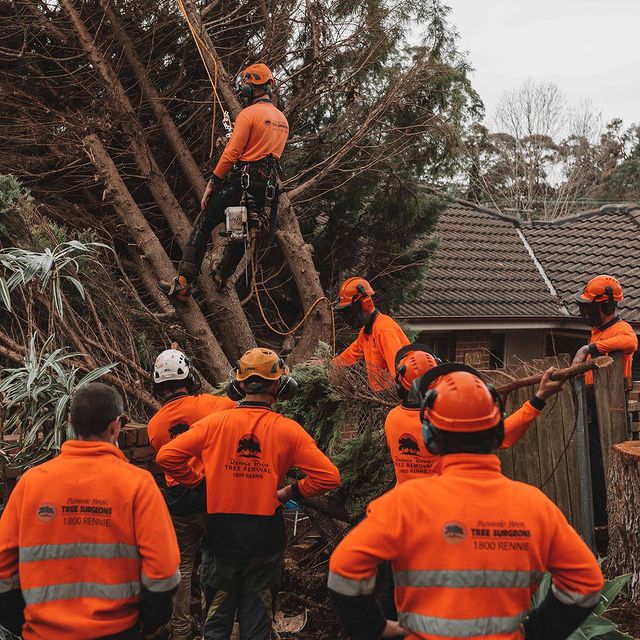 Tree Pruning Inner West