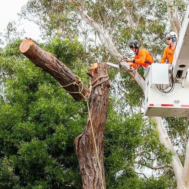 Inner West Stump Removal