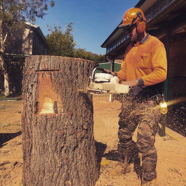 Inner West Tree Pruning