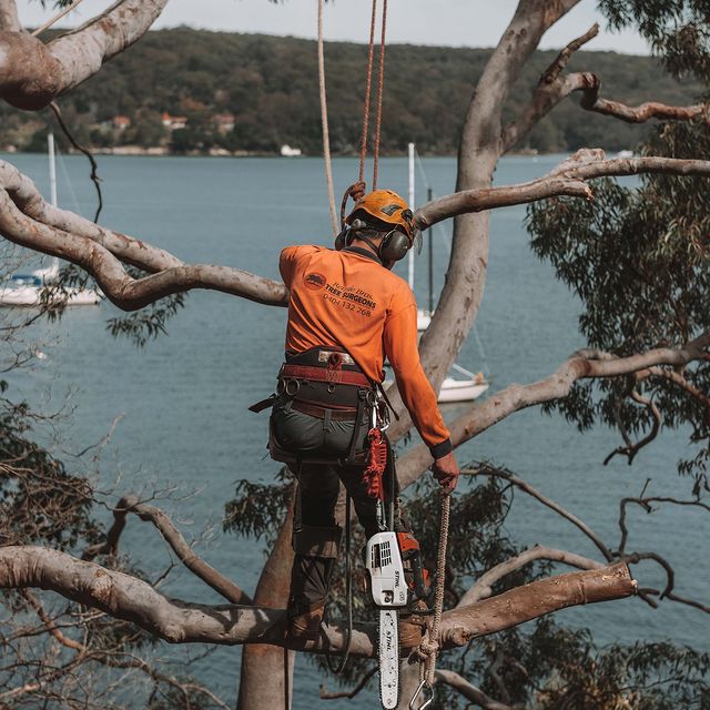 Tree Trimming Inner West