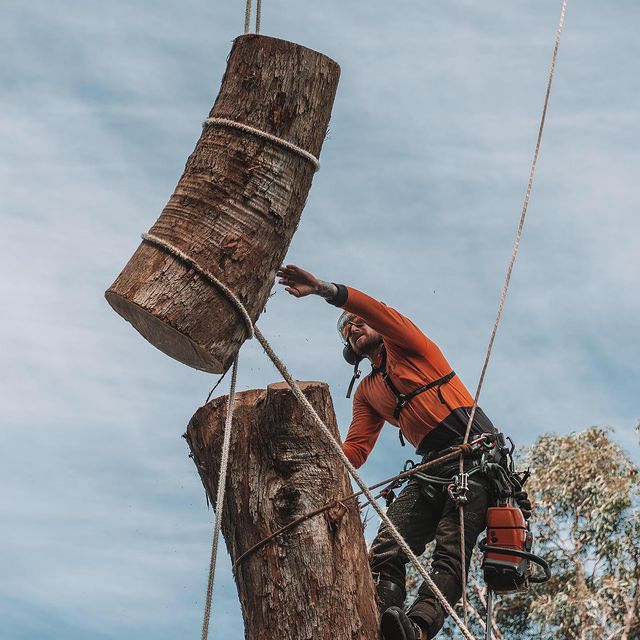 Inner West Council Tree Removal